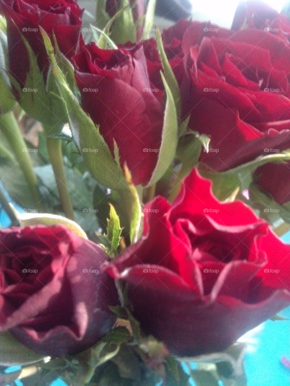 red, red rose