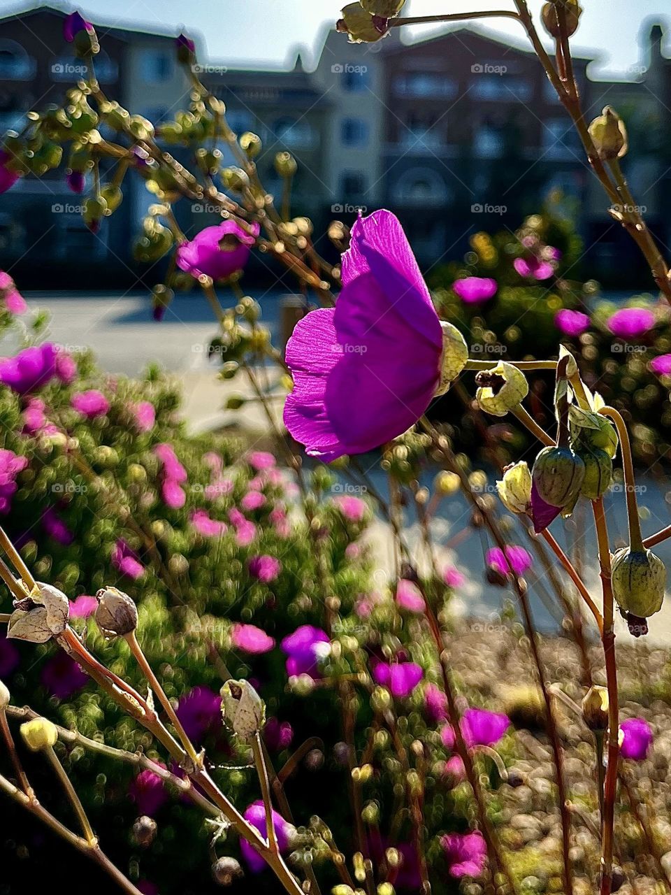 Urban Purple Rock Purslane Plants 