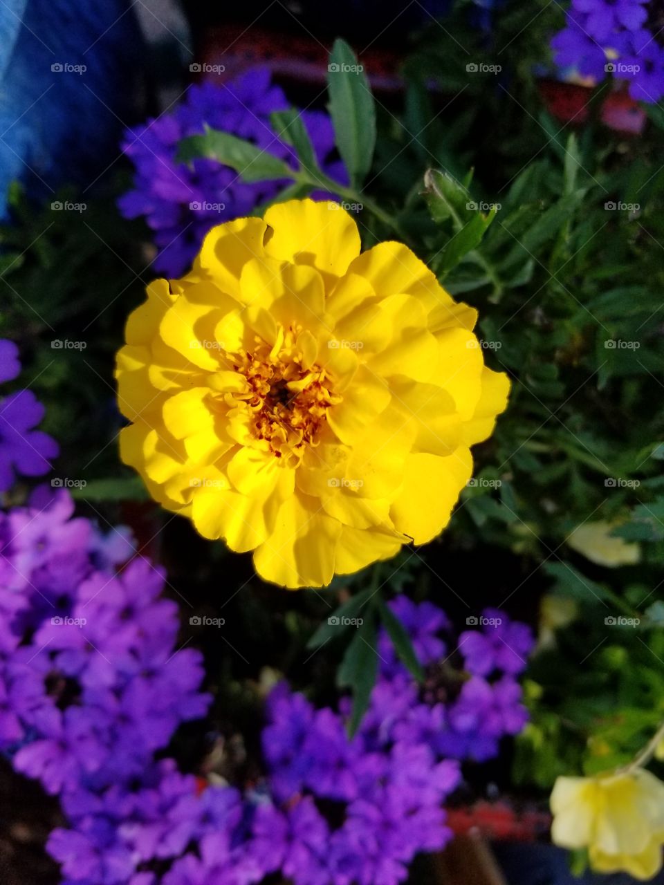 Bright as Marigold