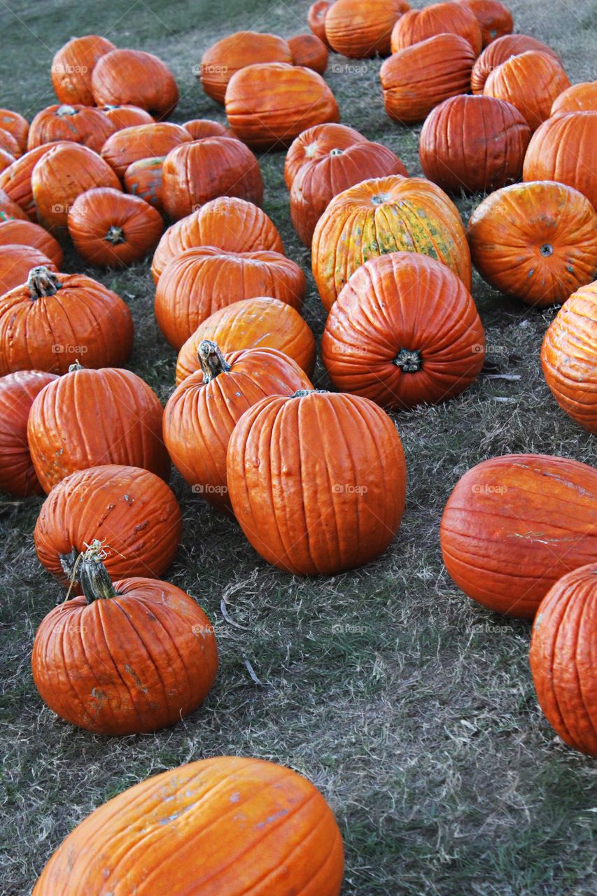 Fresh orange pumpkins