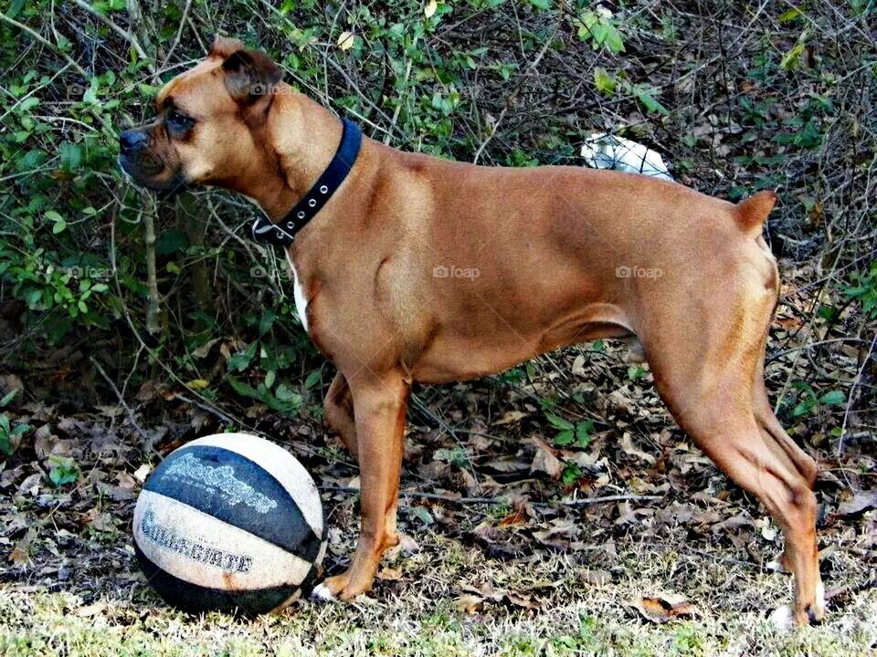 boxer playing basketball