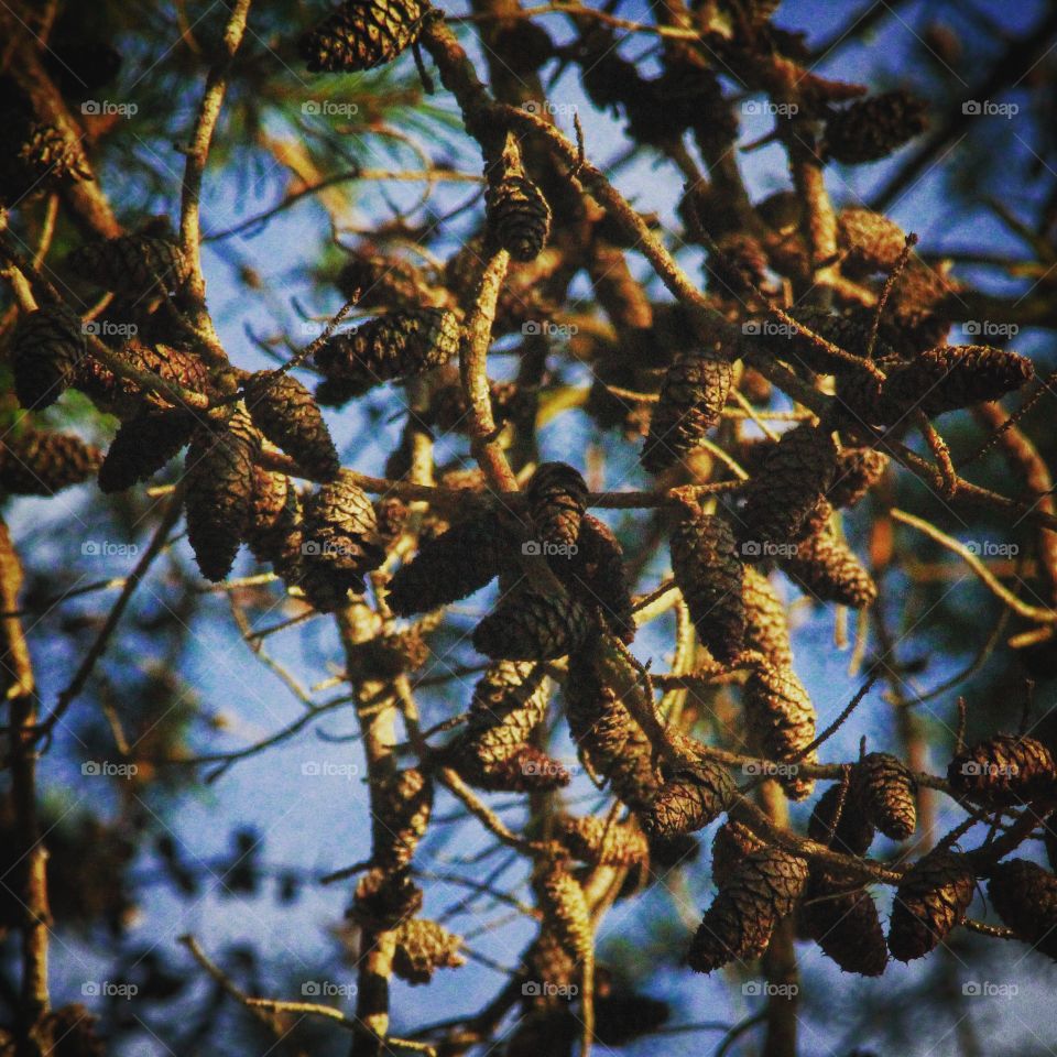 pine cone #2
