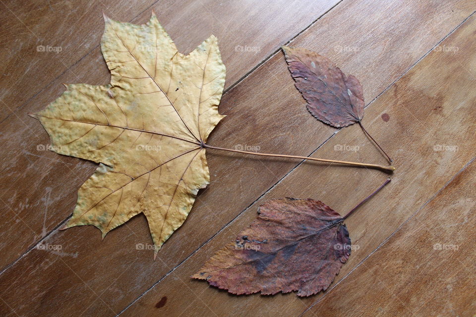 Autumn leaves