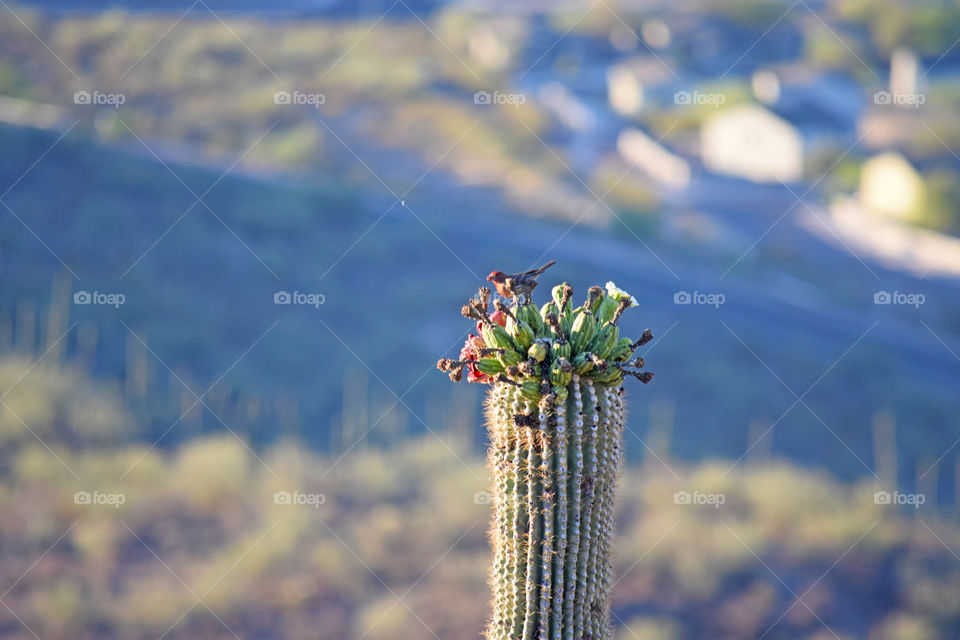 Flowering saguaro with a red little bird at sunrise on the desert mountain.