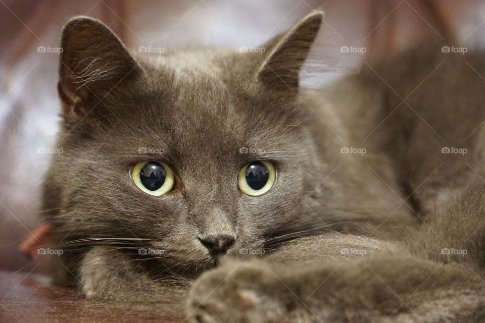 Close-up of cat relaxing on floor