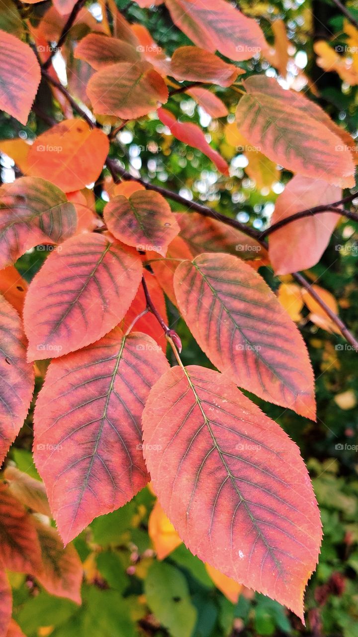 Various colors of autumn.