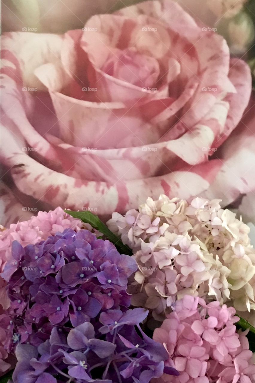 Close up hydrangeas on rose background