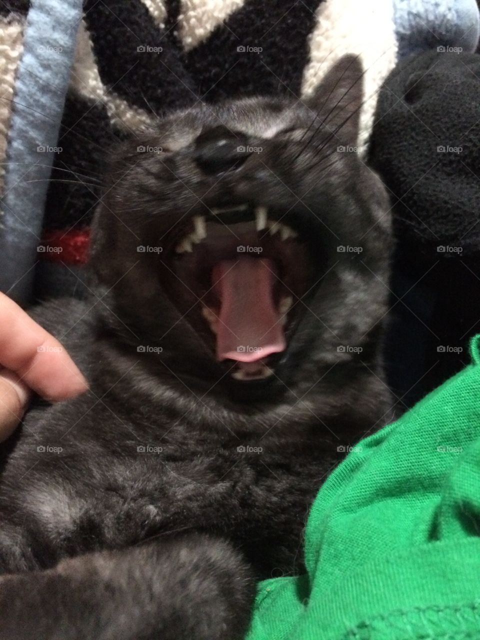 Big yawn 