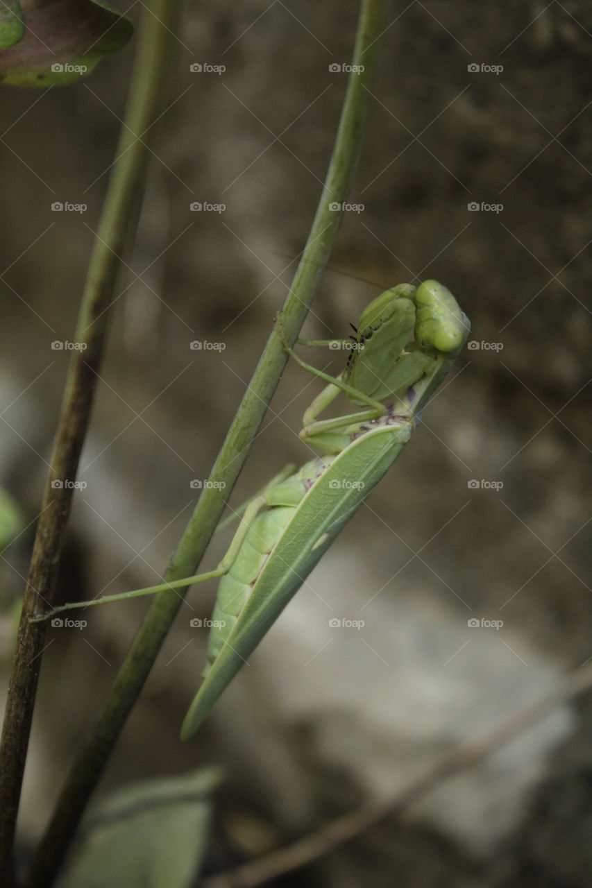 a mantis ready to get attack