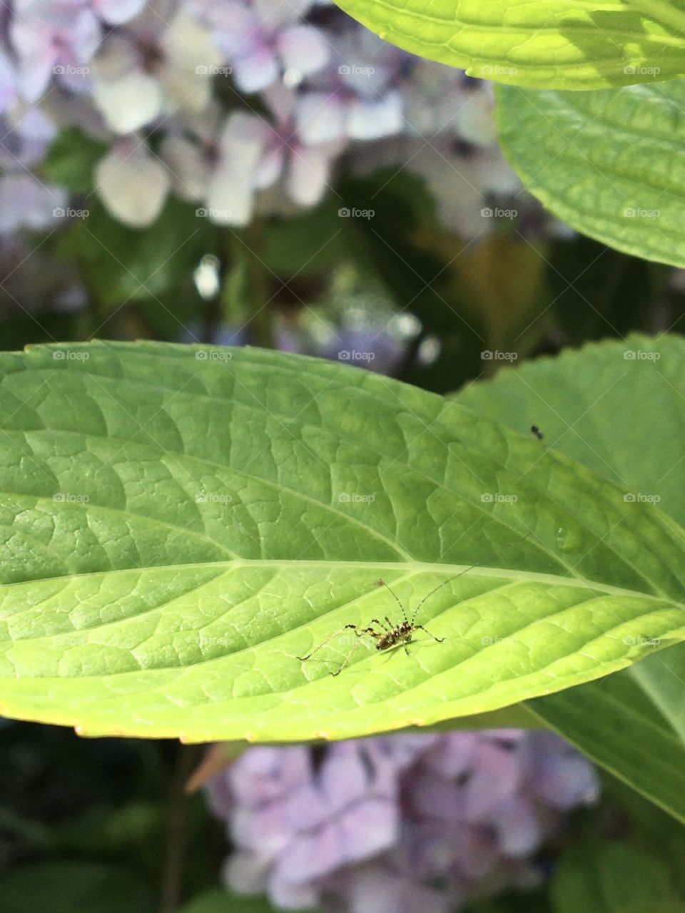 Hydrangeas leaf as an insect world 