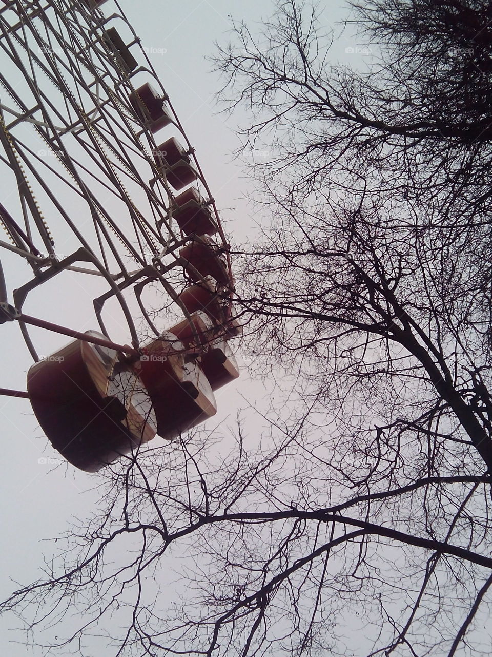 Tree, Winter, Wood, Sky, No Person