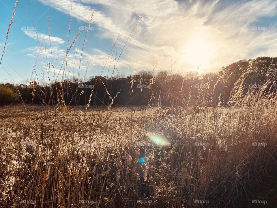 A beautiful late autumn evening stroll through some woodlands in Ohio