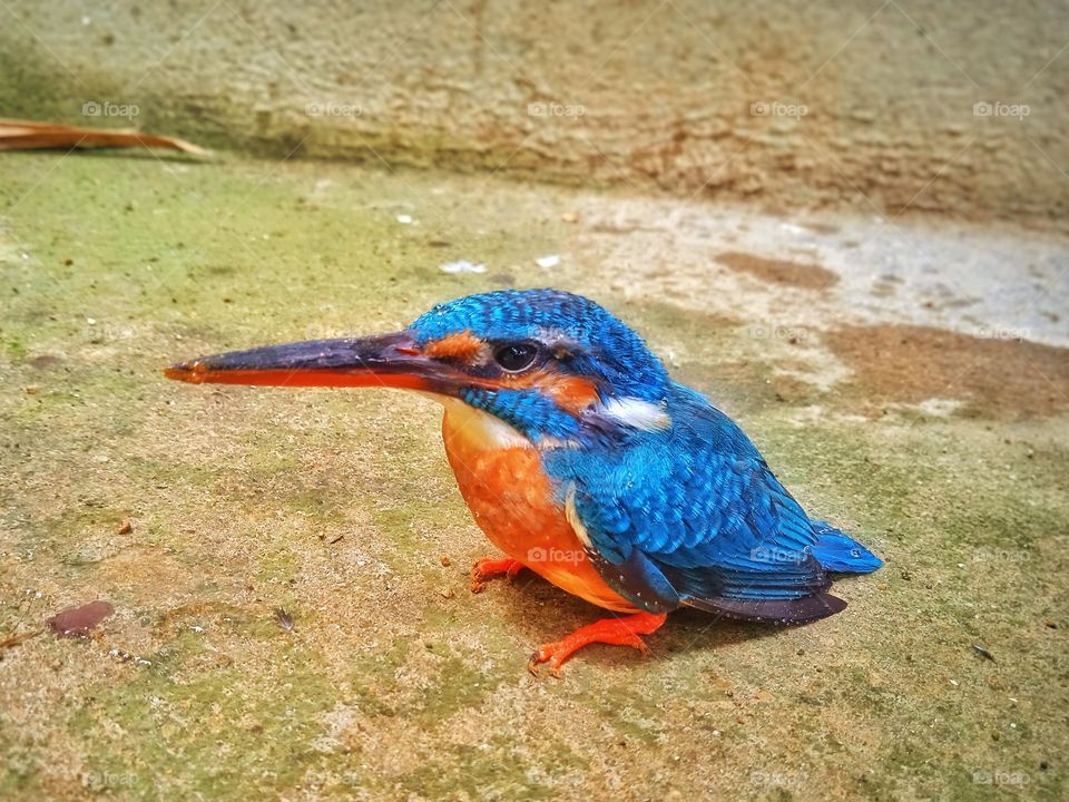 Unusual Pet Kingfisher
