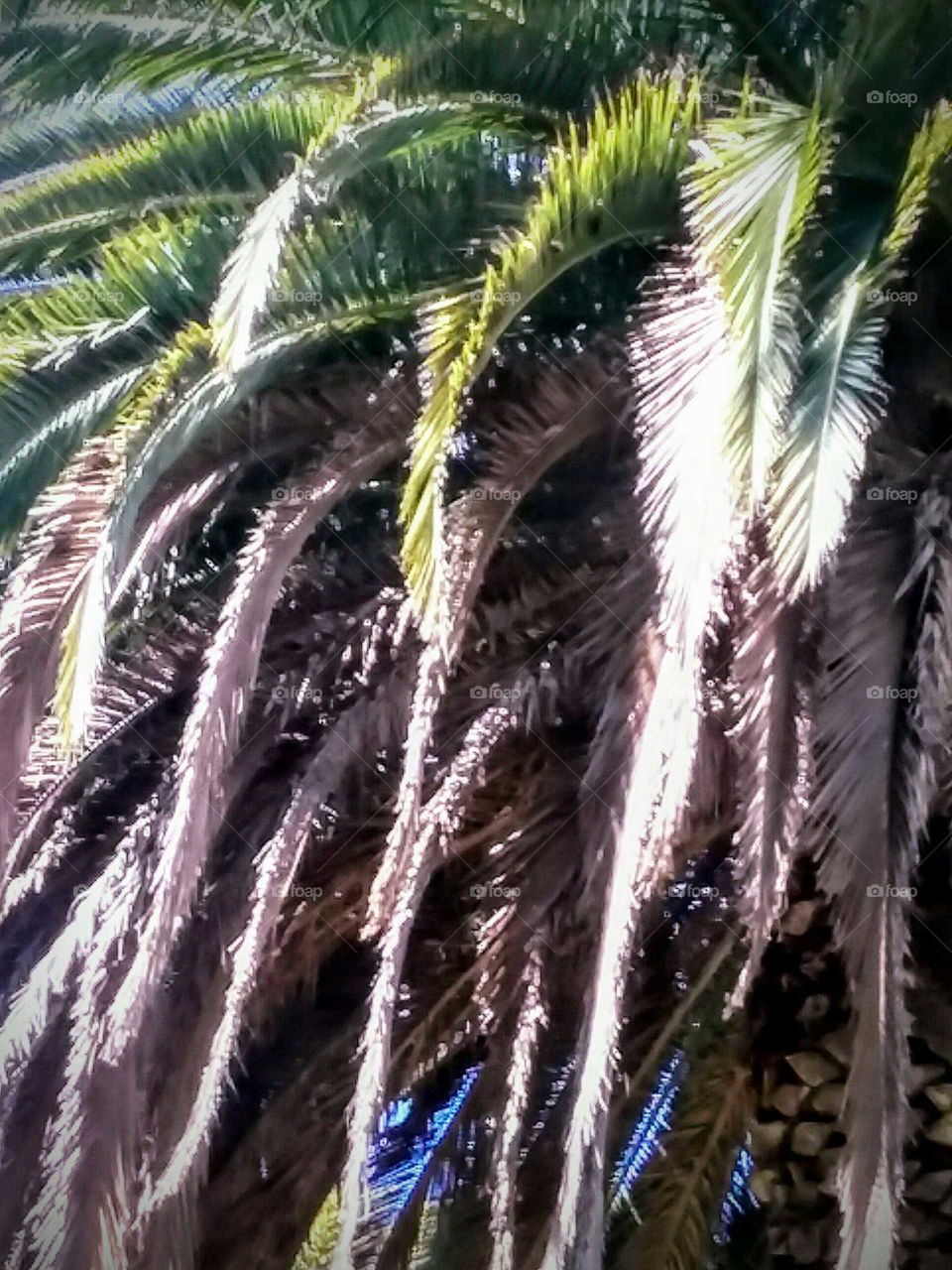 Close-up of Portion of a Palm Tree