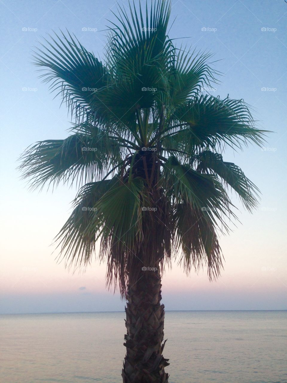 Kefalonian palm. Kelfalonian palm tree at sunset 