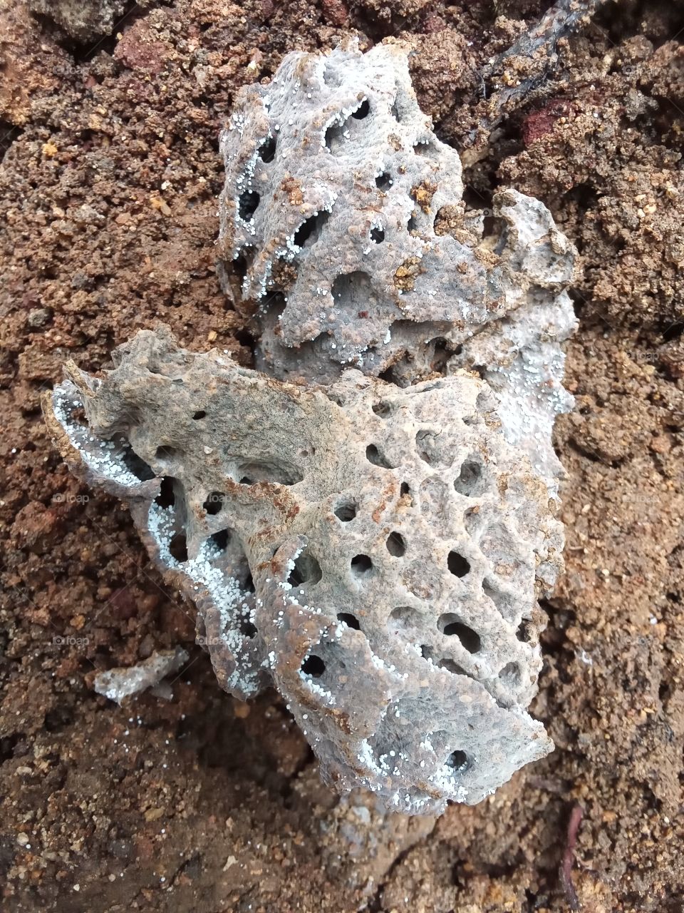 A house of termites.