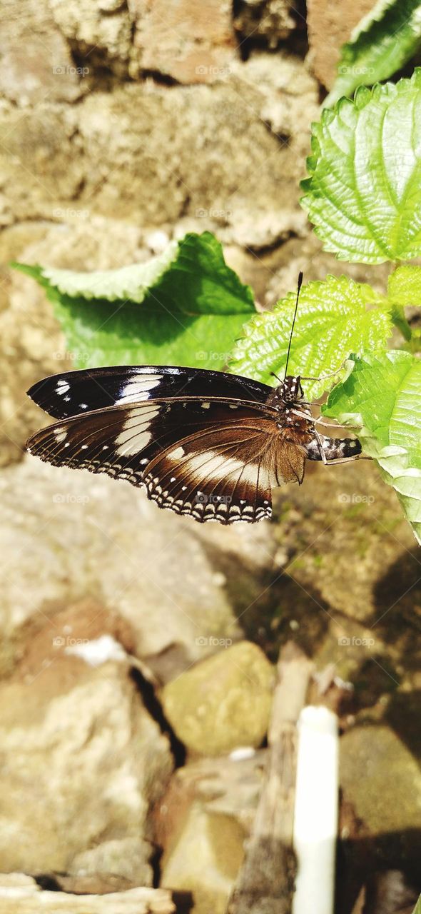 Beautiful butterfly perched on a leaf in the garden