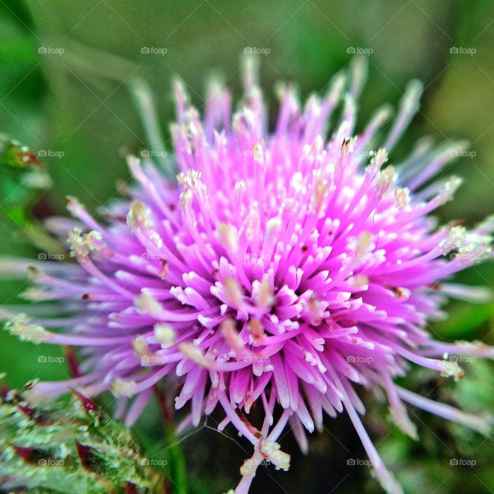 nature macro purple thistle by mrgrambo