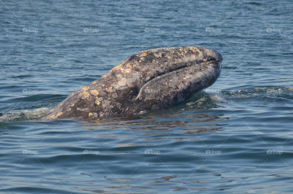 Humpback whale off California coast