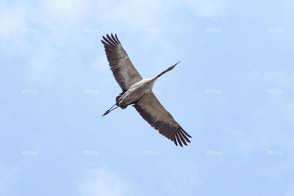 Freedom, crane bird flying in blue sky widespread wings 