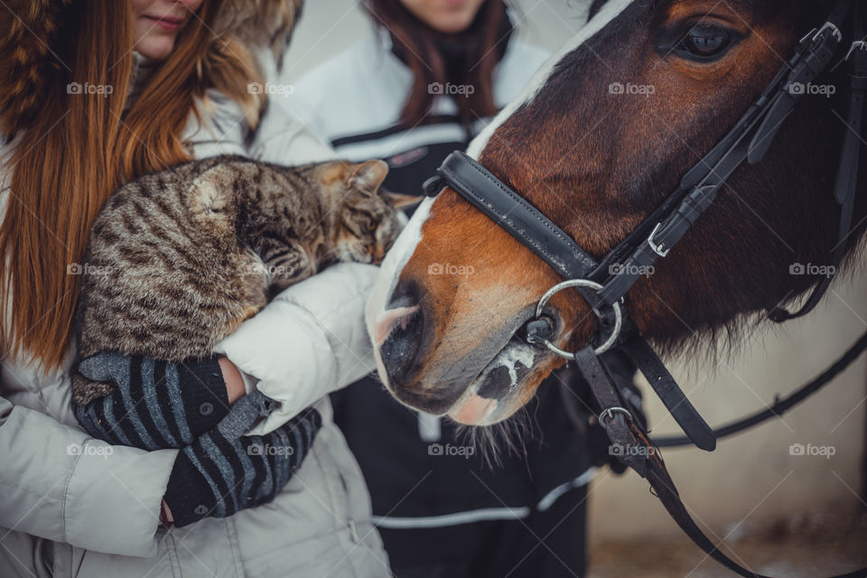 Cat in a hands of girl and horse