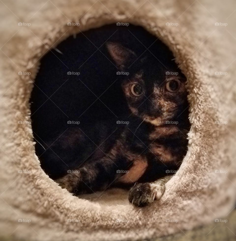 Cat Hiding in beige fuzzy furniture