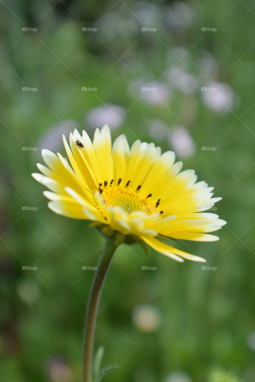 yellow flower