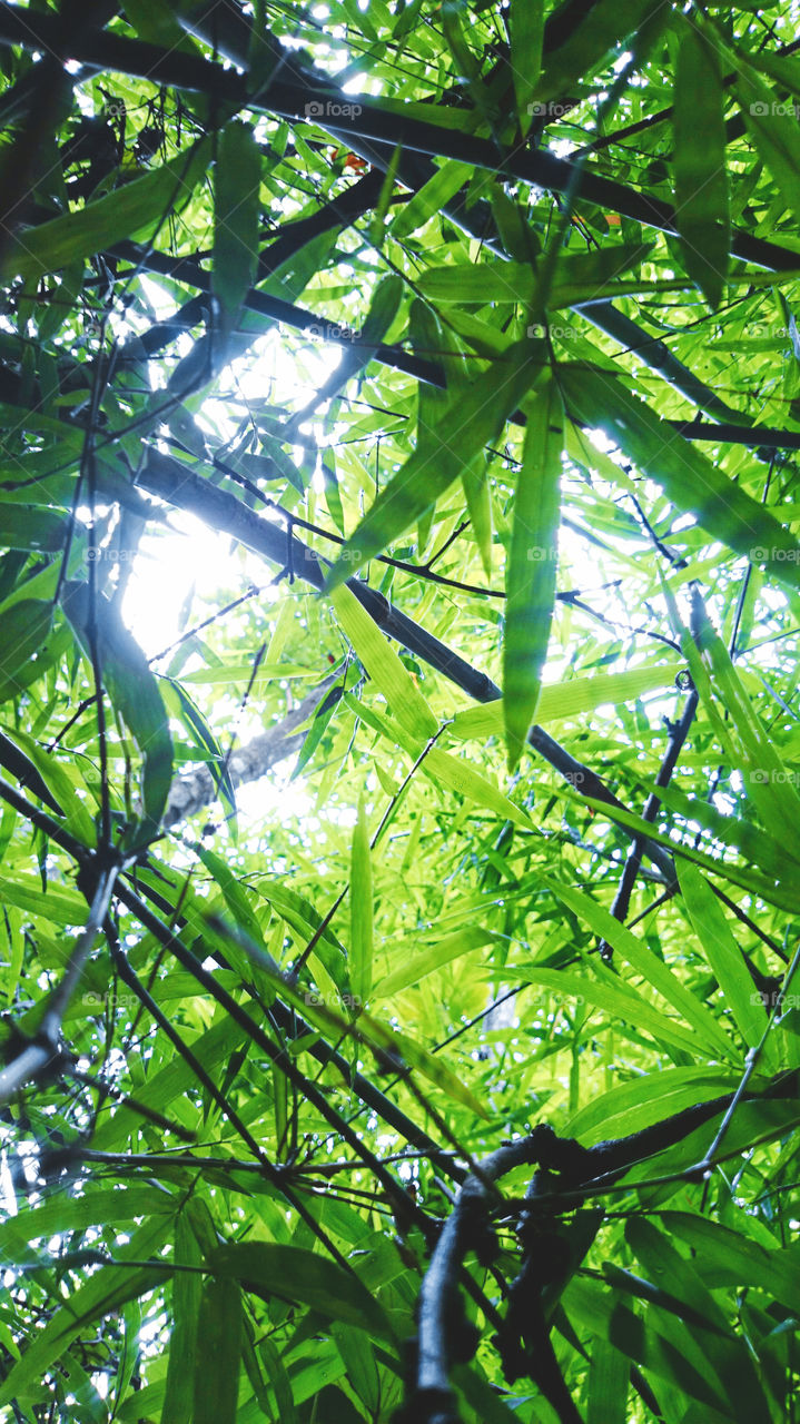 Bamboo leaf. Bamboo green leaf, #extures #background