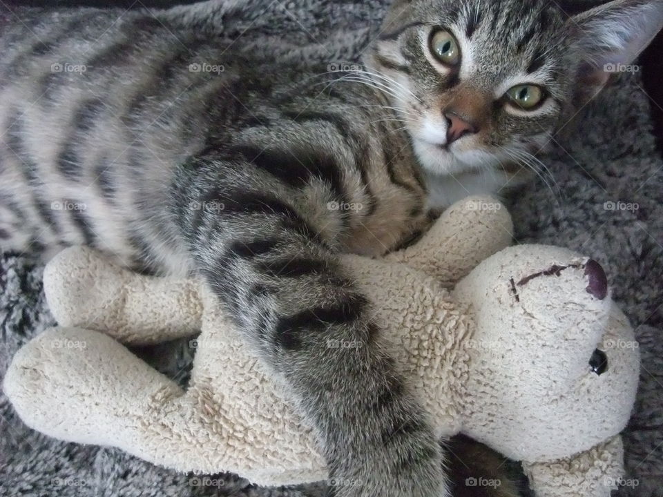 One of our three cats Leo cuddling a Mr Teddy.
Leohad a rough start living outdoors and not being cared for. We have adopted all cats and they are adorable both to people and to each other. π»π»π»π»π»