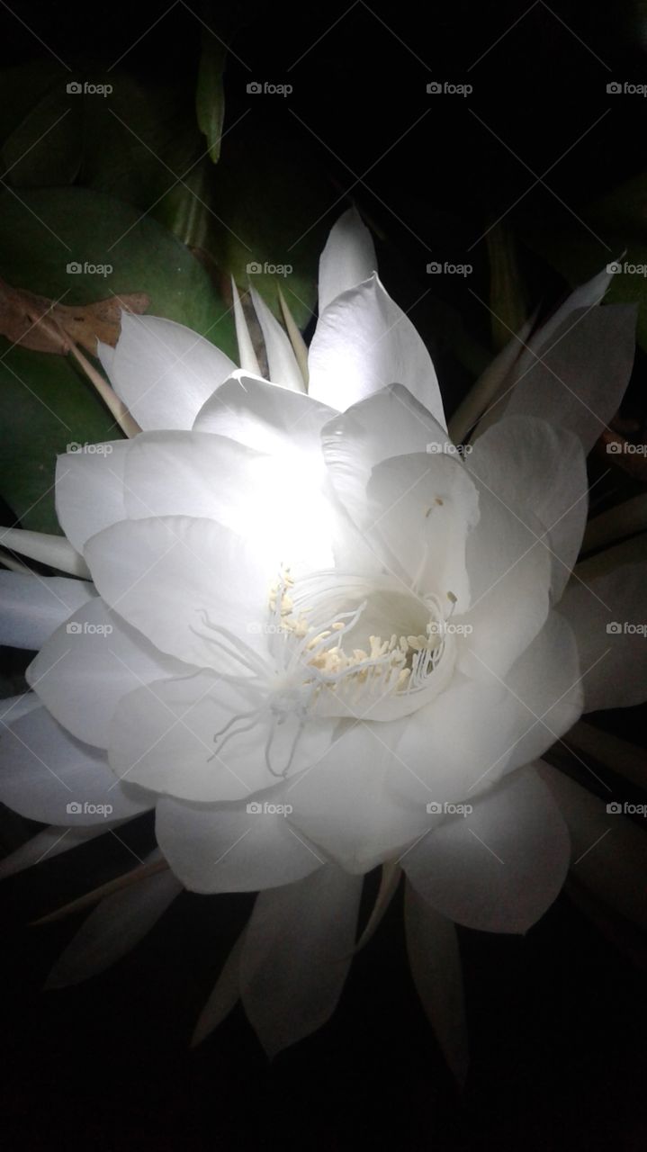 white flowers bloom at night