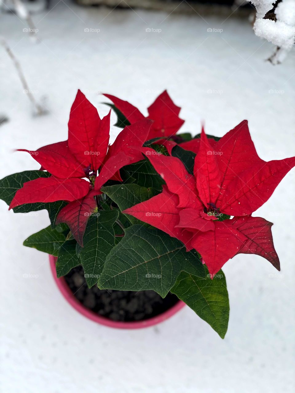 Christmas flower