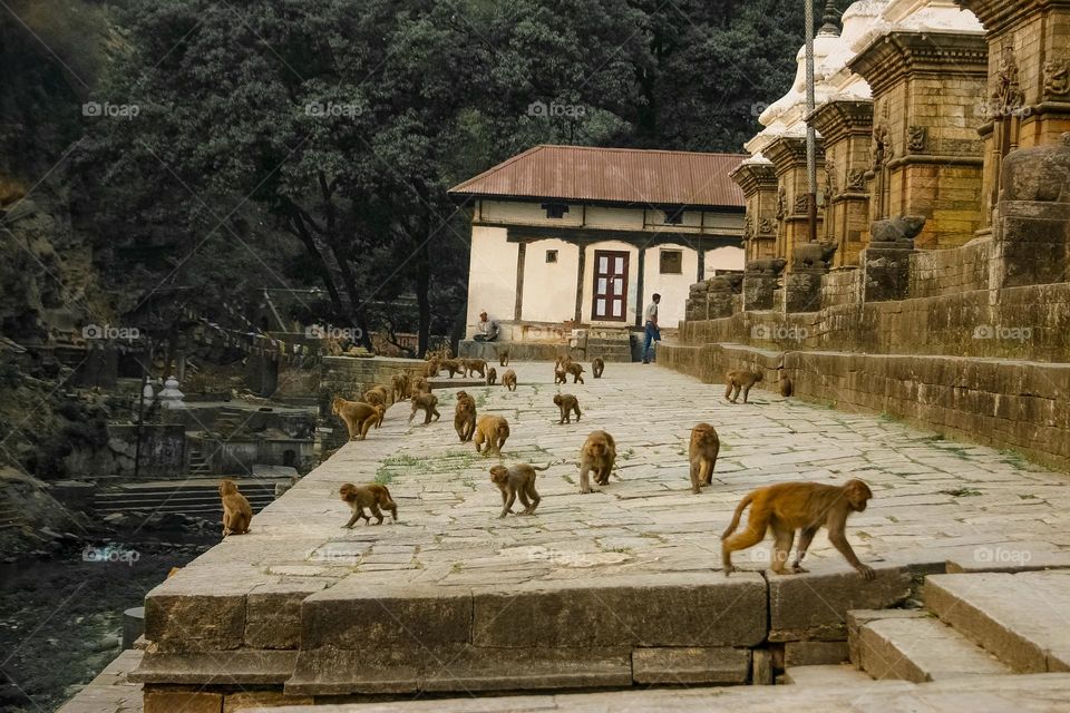 Monkeys on the streets in Nepal