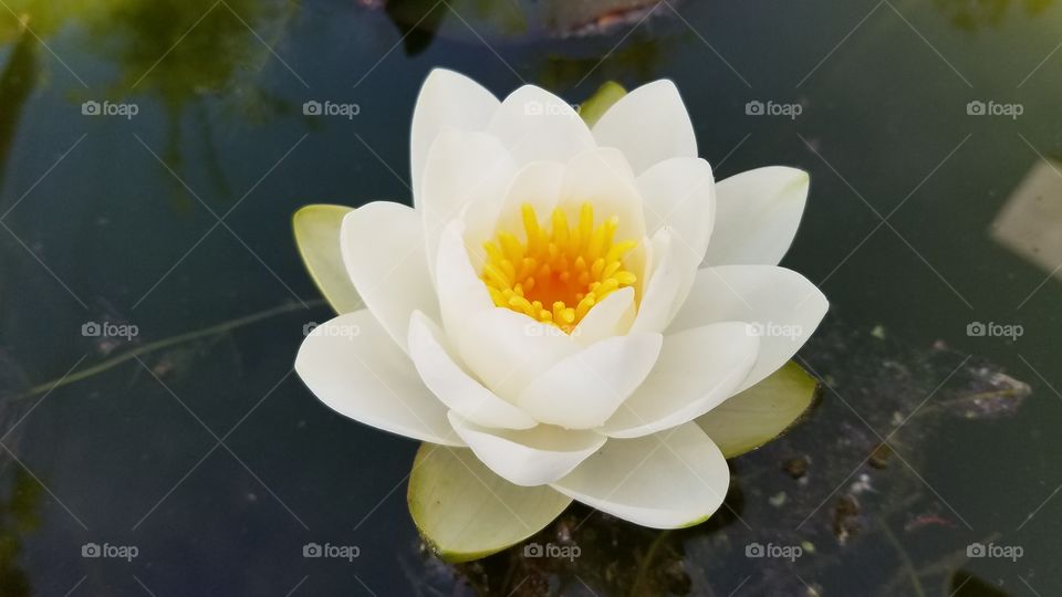 White lotus flower