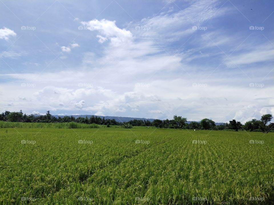 rice field view