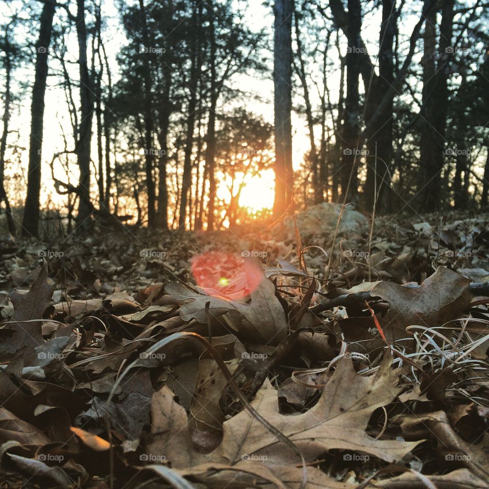 View from below towards the end of autumn