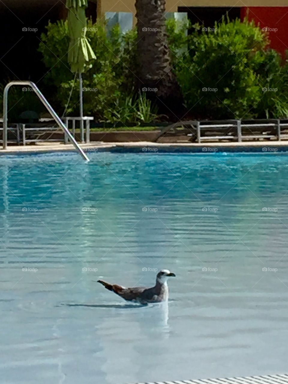 Seagull in Swimming Pool