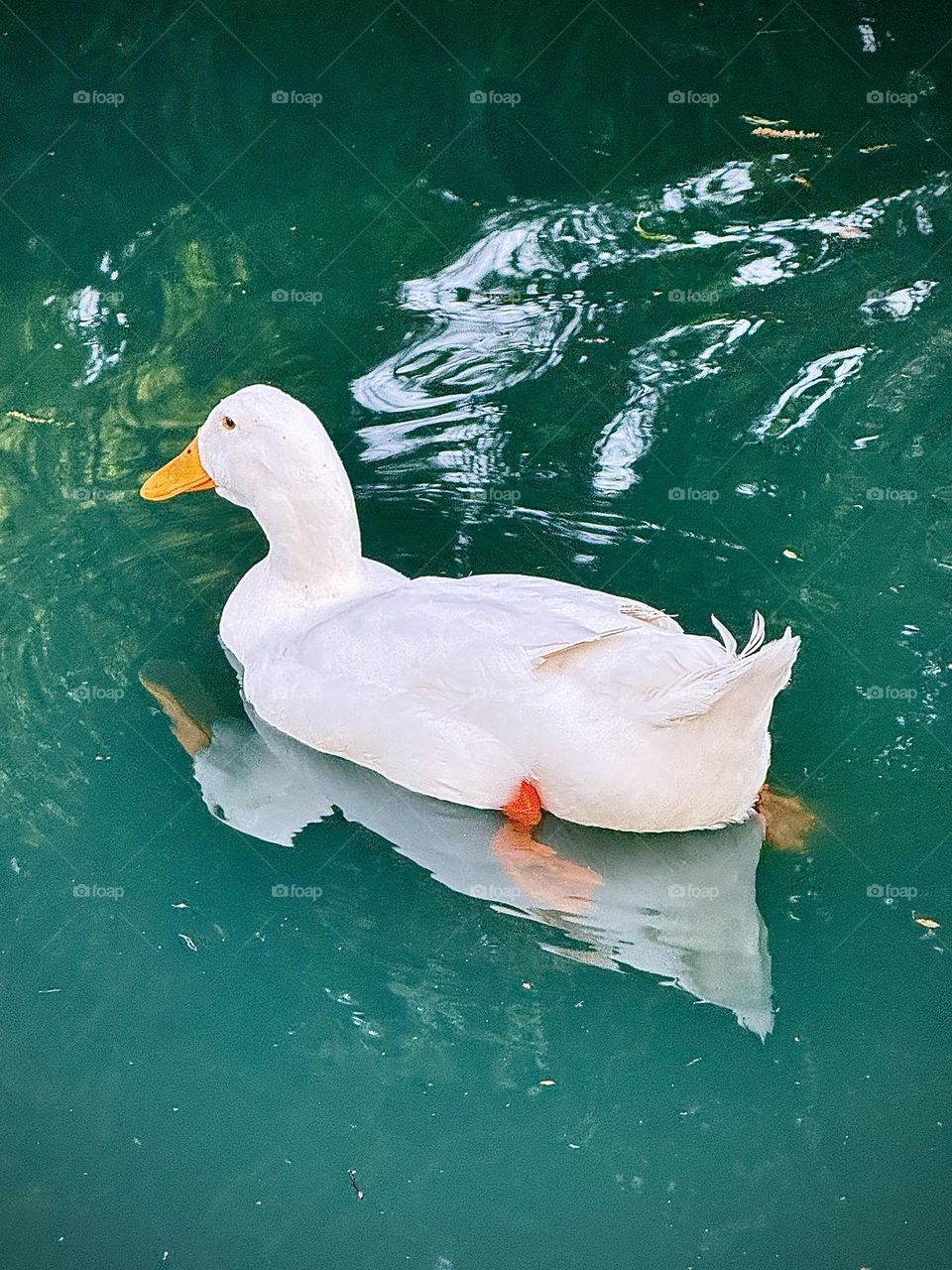 Leucistic Mallard Duck
