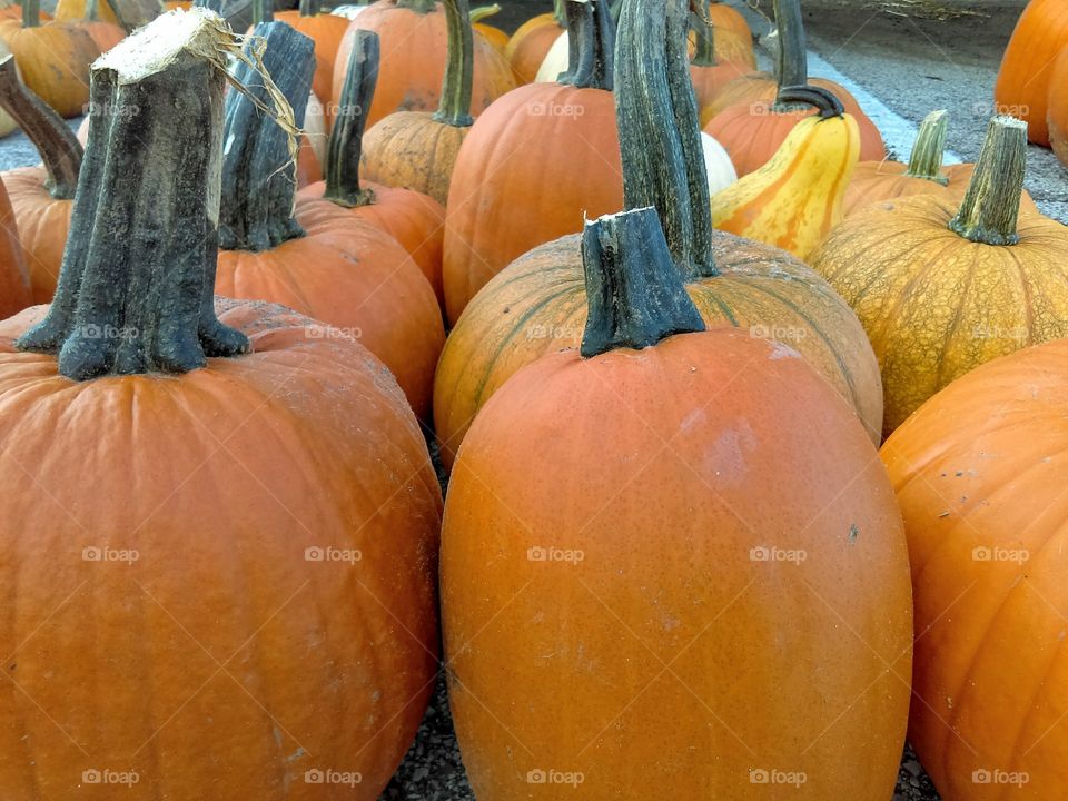 Pumpkins