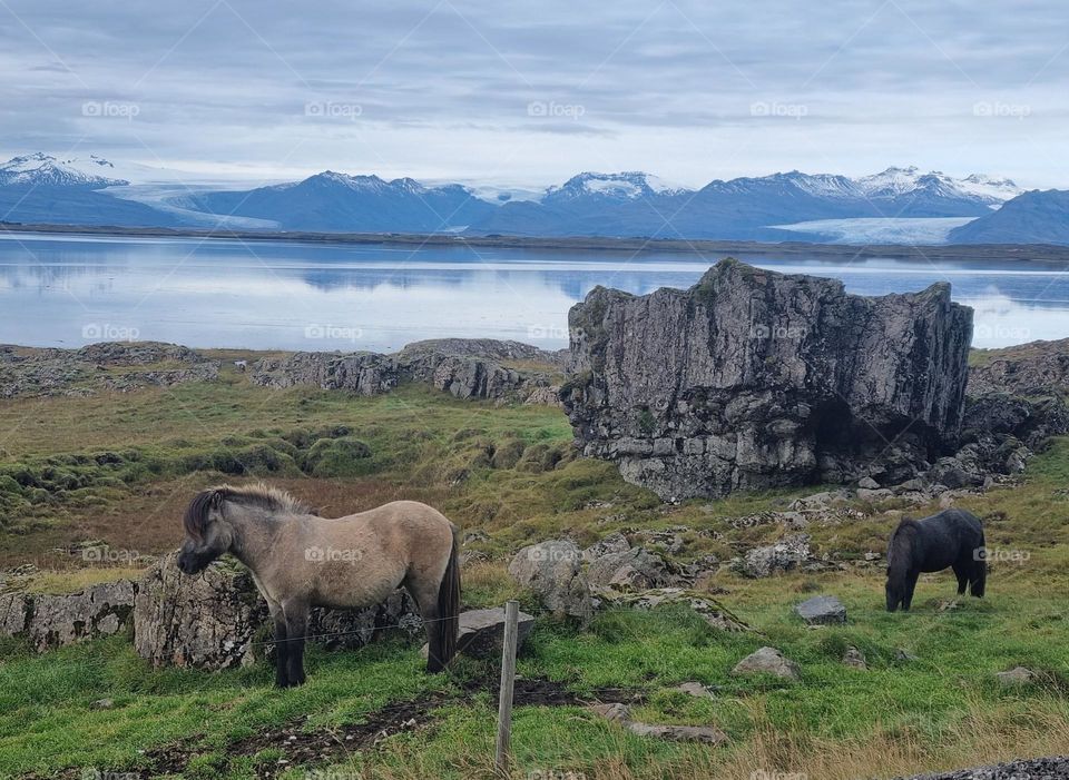 Icelandic horses