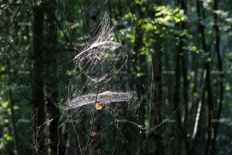 Funny spider’s web in the woods looking like a human - natur spindelnät 
