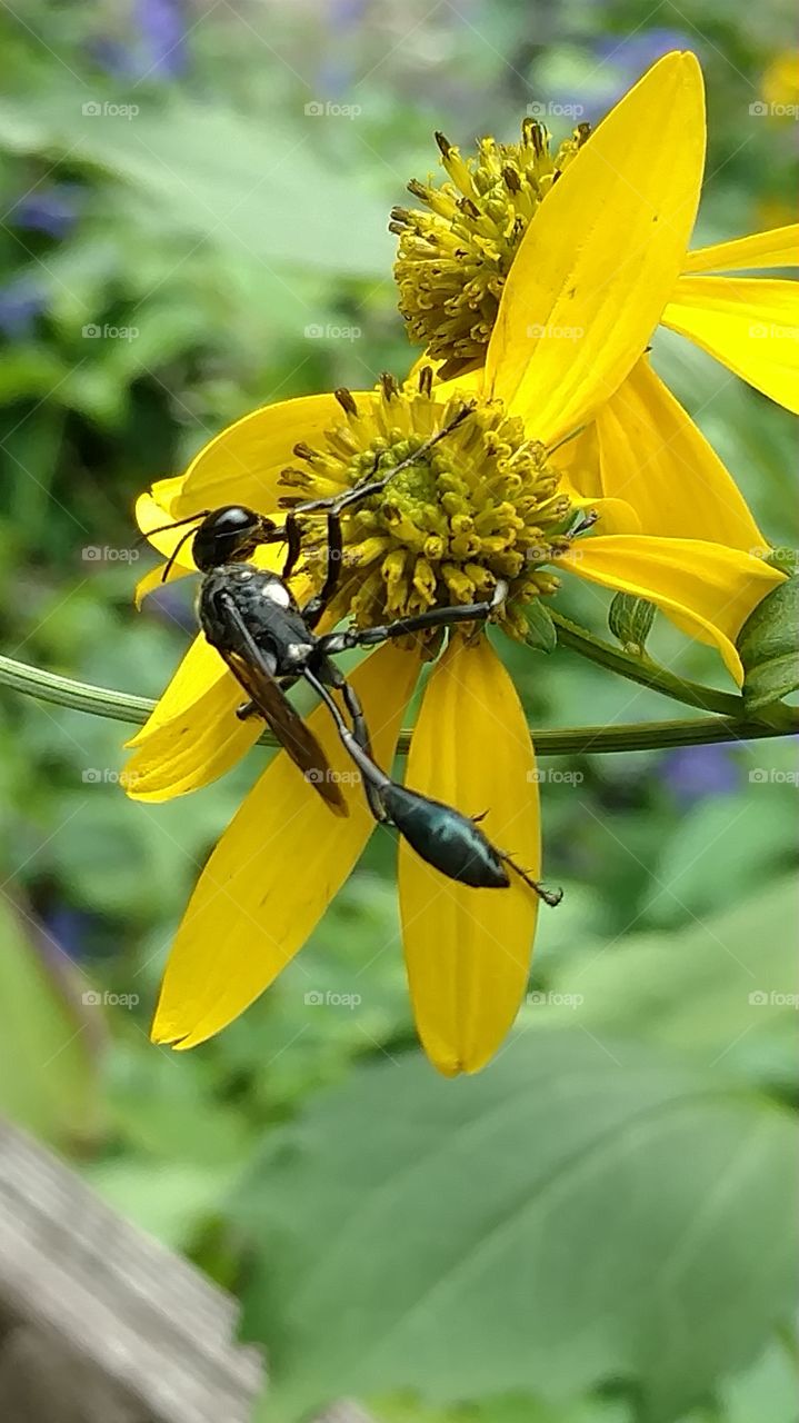 Nature, Insect, Summer, No Person, Leaf