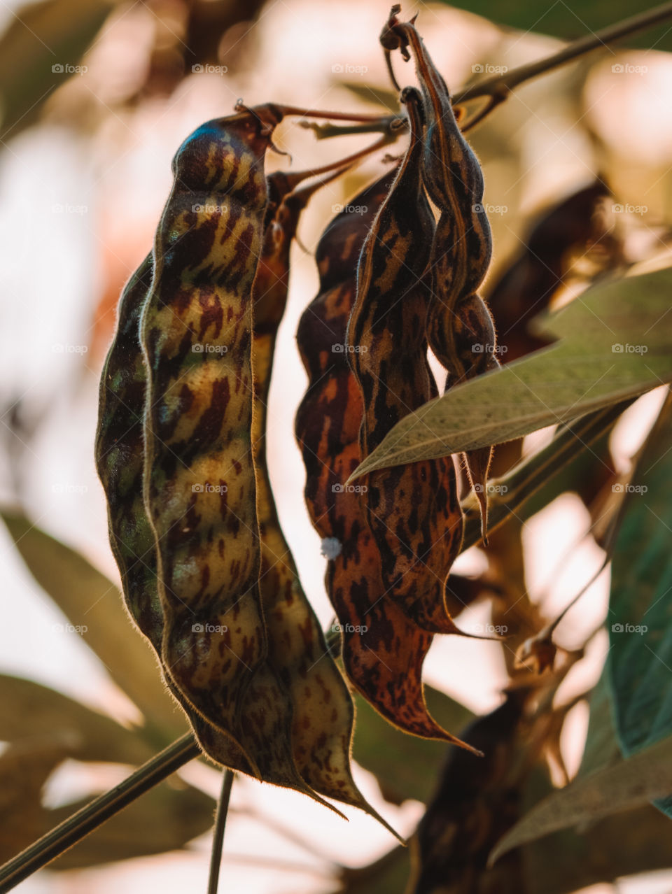 pigeon peas.  The food, which also takes other names such as anduzeiro, guando, guandeiro and pigeon pea, is a source of minerals and proteins.