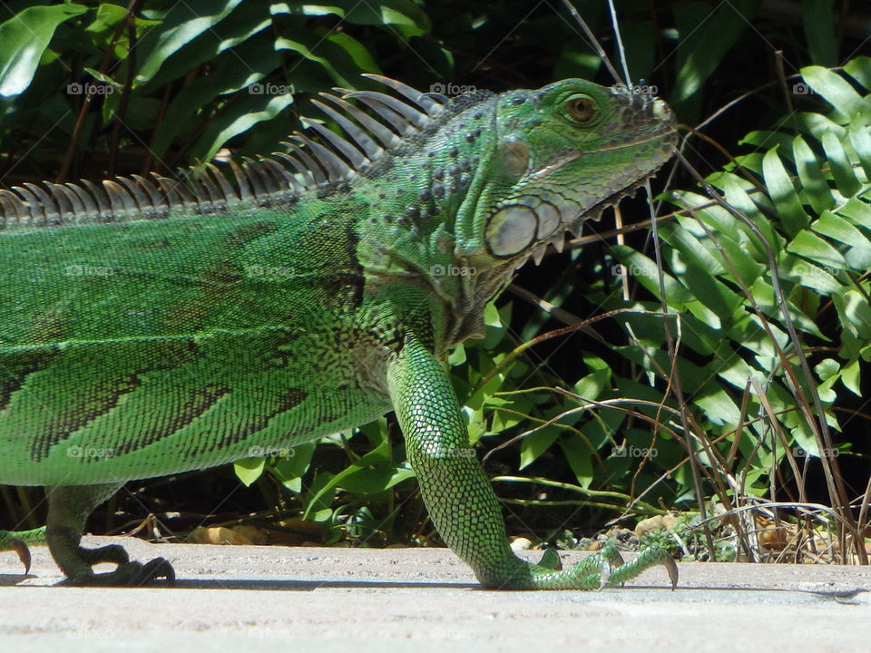 Iguana