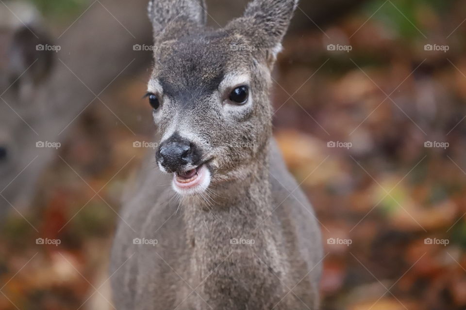 Deer with big brown beans eyes