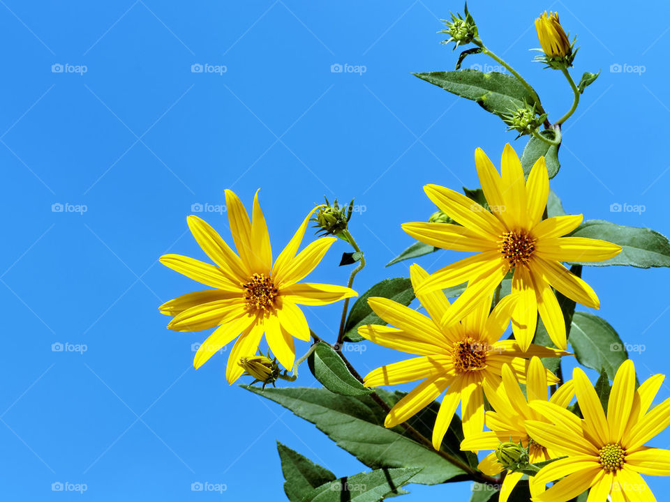 sunchoke flower