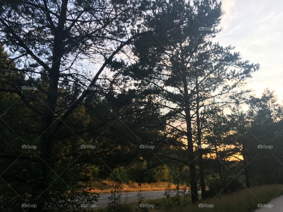 Sunset through trees