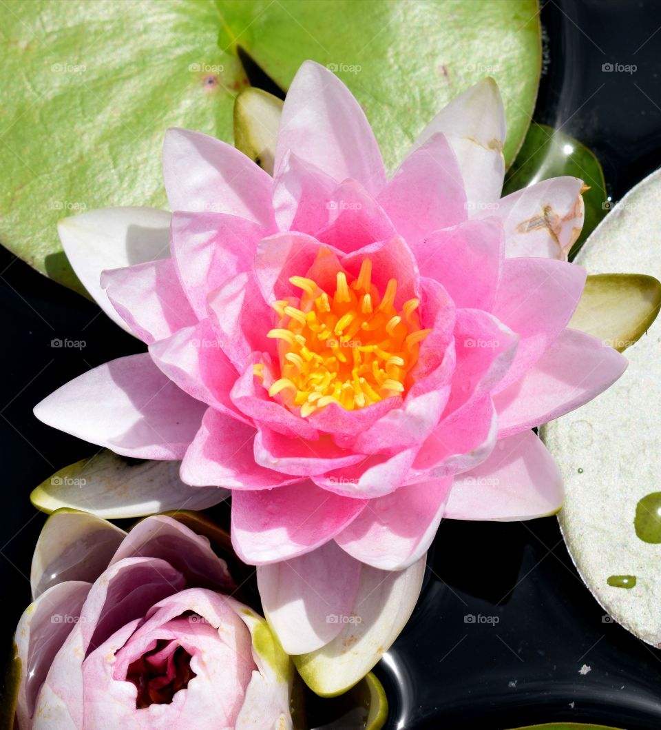 water Lily pink