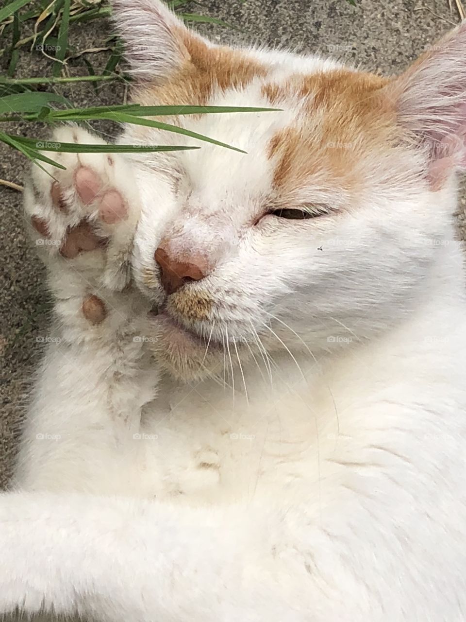 Sweet kitty washes herself