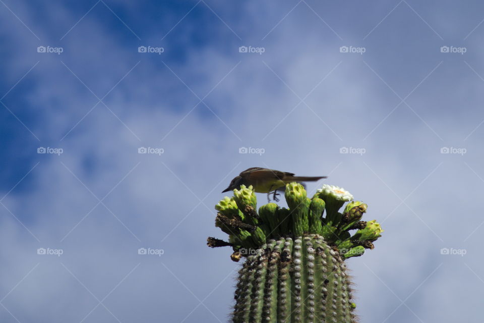 Saquaro bird