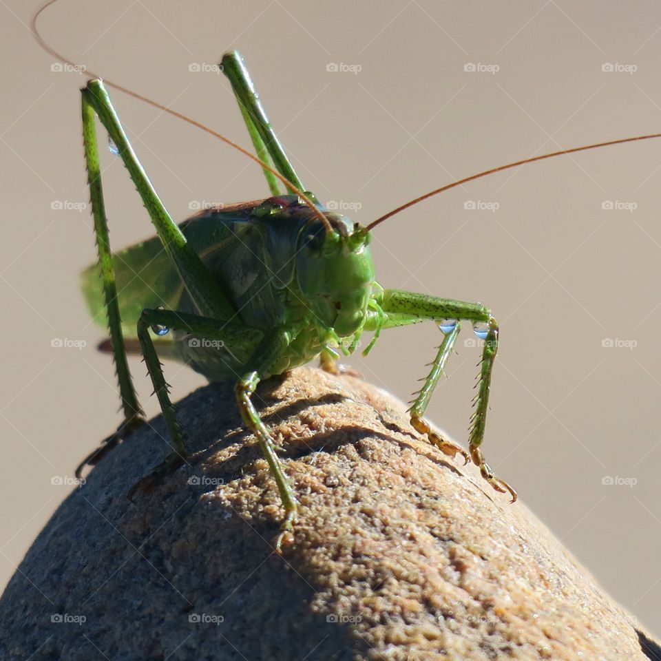 Grasshopper

